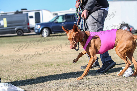 1Prelims Vet 1 Caper Copper-1041