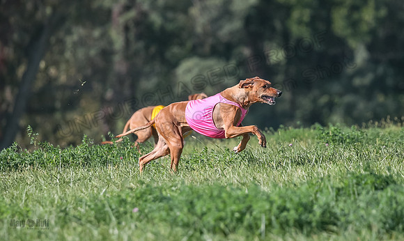 1 Prelims Vet 2 Xena Libby-5290