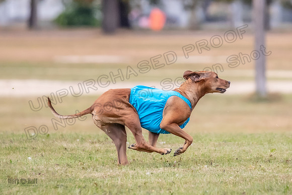 Finals Fch 1 Islay Opal Dakota-2402