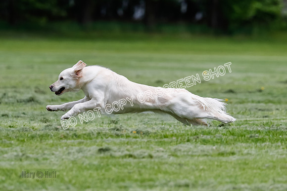 Cat Test 2-0683