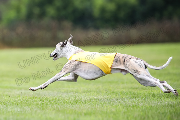 Finals Fch-Vet 2, Wilson Buttercup-1762