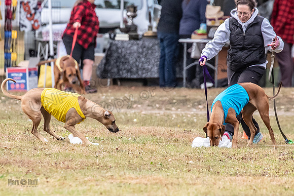Finals Fch 1 Islay Opal Dakota-2433
