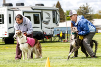 Borzoi