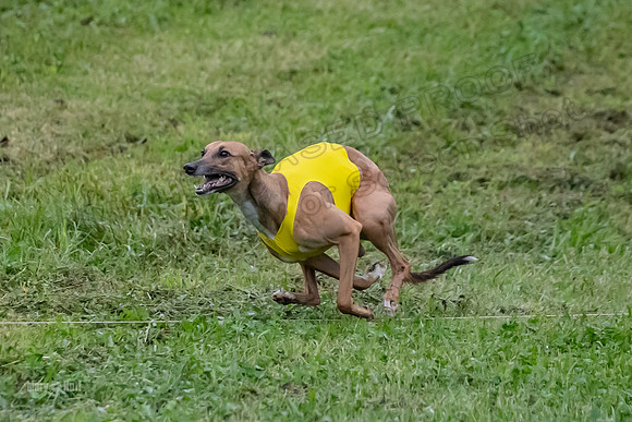 Prelim Open C1, Wrath Ozzy Fia-3900