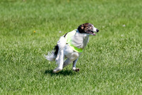 Silken Windhound Prelim, Finnegan-2976