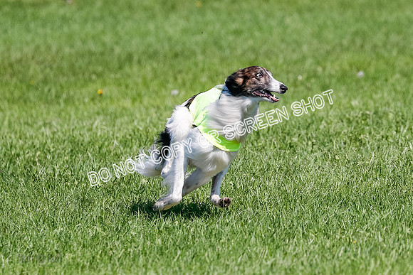 Silken Windhound Prelim, Finnegan-2976