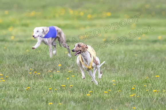 1 Prelim Open E1 Trixie Sneakers Ripley-6565