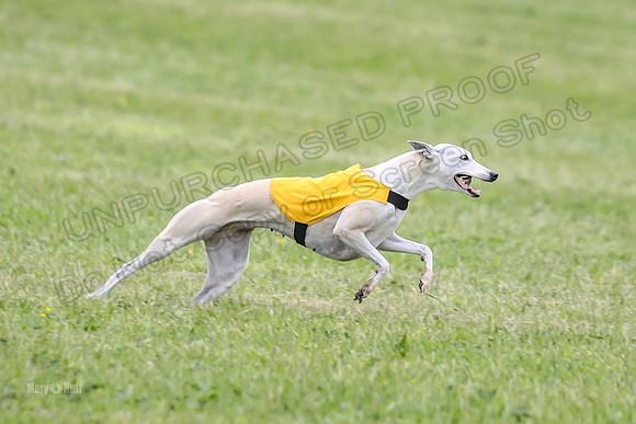 Prelim Veterans 3, Hattie Marley Jewel-0162