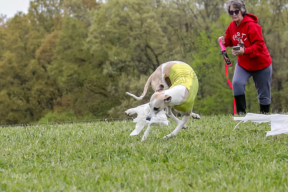Finals Open D4, Roo Shroom Torque-0927