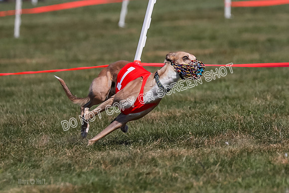 Prg 3, Race 6, Micky Sansa Power Arrow-2065-2