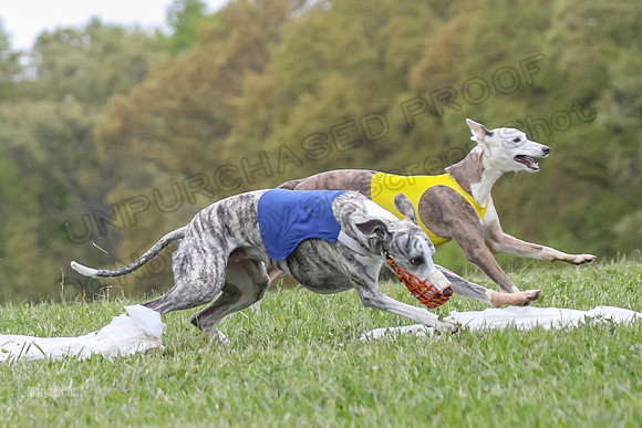 Finals Open G3, Digit Riddle Cuvee-1614