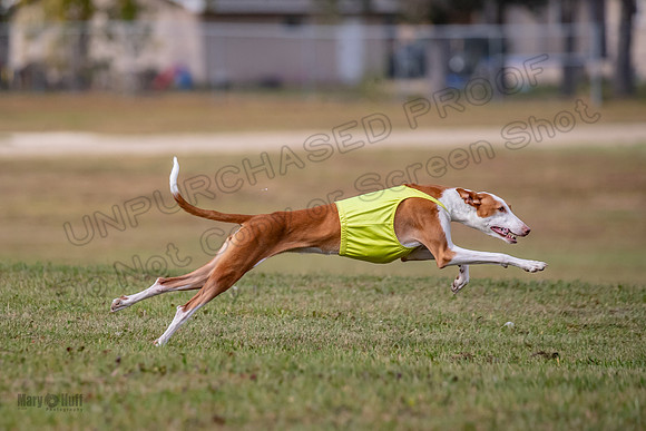 Finals Fch 2 Beastie Willow Ginny-3194