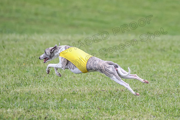 Prelim Open F4, Cosmo Damsel Archer-9353