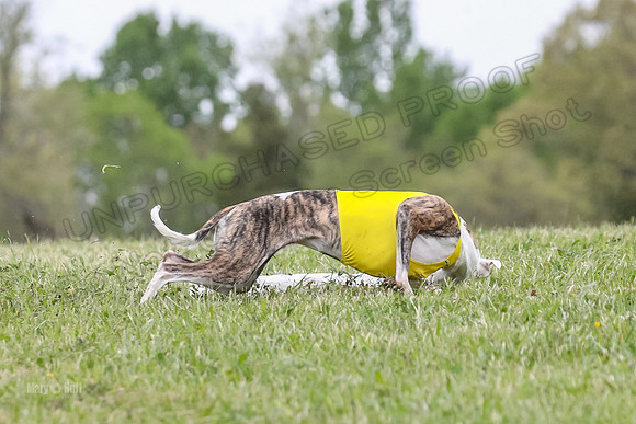 Finals Open G4, Lzzy Bumble Mystic-1634