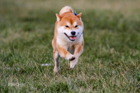 MCH75262