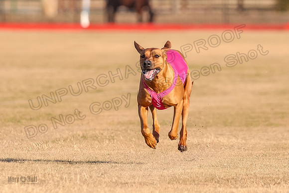 1prelims Open 1 Chief Coco Rein-9556