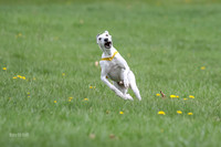 Prelims Whippet Veteran-4492