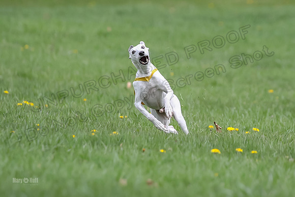 Prelims Whippet Veteran-4492