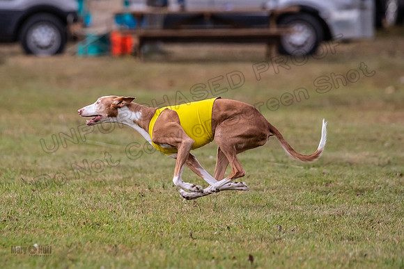 Finals Vet Izzy Thea-3309