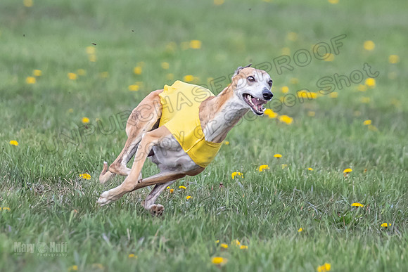 1 Prelim FCh B1 Sparky Arlo Arrow-6725