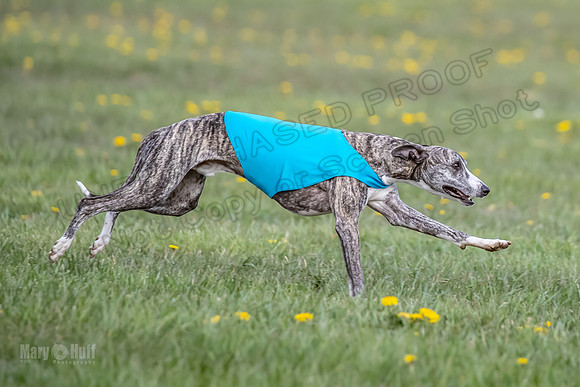 1 Prelim FCh B1 Sparky Arlo Arrow-6734