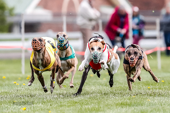 WRA, Prg 1, Race 11, Entei Watson Chernobog Dusty Snacks Riggs-8438