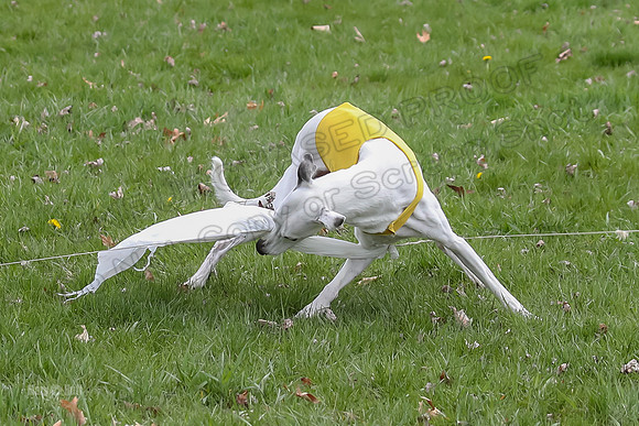 Prelims Whippet Veteran-4509