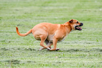 Cat Test 2-1660