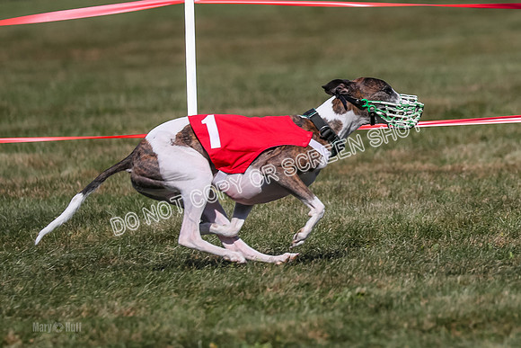 Prg 4, Race 2, Clyps Carney Dazzle-2528