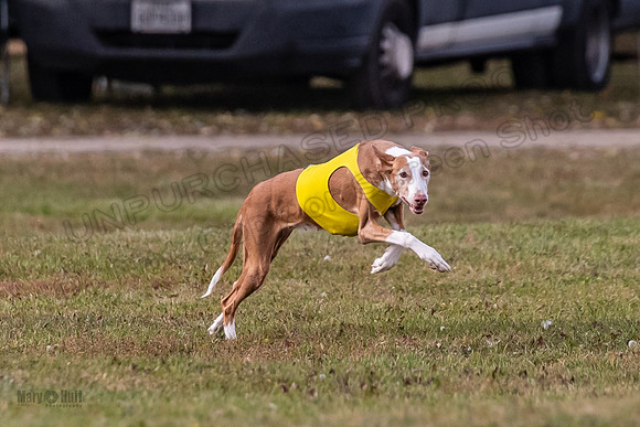 Finals Vet Izzy Thea-3274
