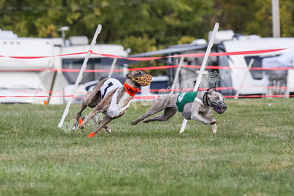 Prg 1, race 7, Cutter Dazzle Mika Rory-0710