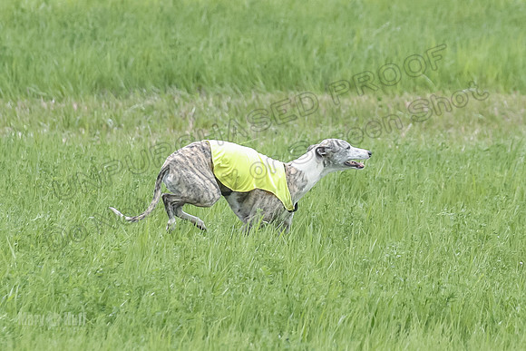 1 Prelims Open 3 Sydney Spanx Frankie-8242