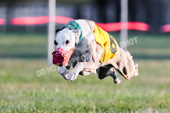 Prg 1, Race 4, Echo Ravenstar Griffey Buckwheat-9002