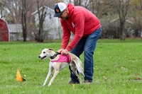 Finals Whippet Open-4694