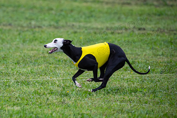 Prelims Open A2, Poppy Mateo Misty-3245