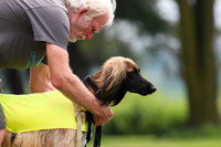 Finals Afghan Hound-1442