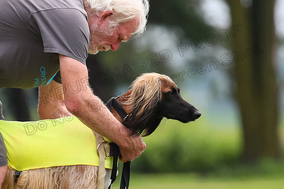 Finals Afghan Hound-1442