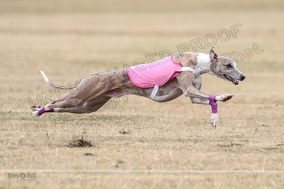 1Prelim Open 4 Kashi Rigel-3070