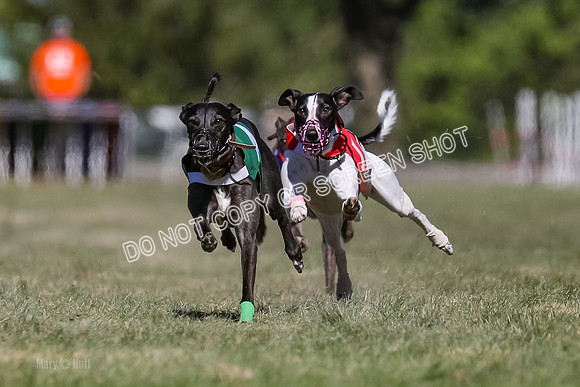 Prg 4, Race 3, Dazzle Margot Cherry Pie Clyps Tahoe-0130