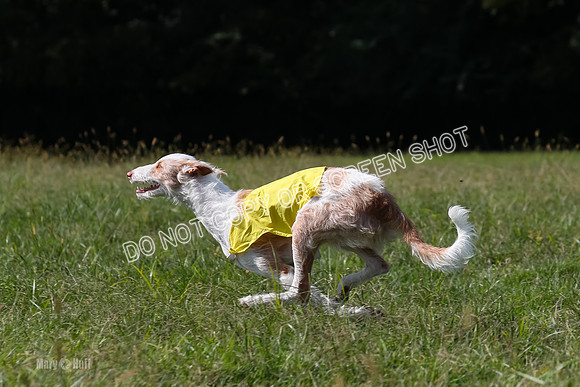 Open Prelim B3, Tavia, Birdie-7958