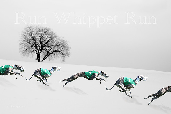 Art Winter Run Whippet