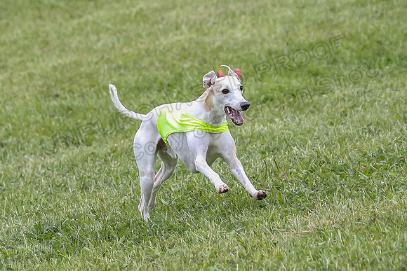 Finals Open A4, Steve Teak Zoe-410374