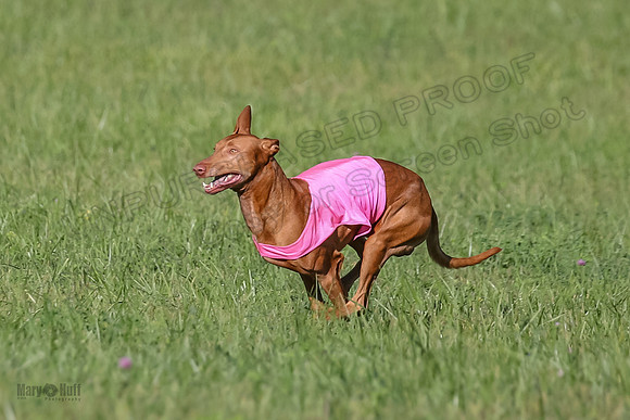 1 Prelims Vet 1 Precious Cayper Copper-4339