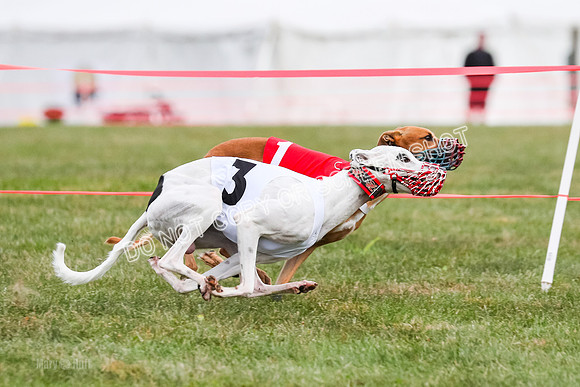 Prg 1, race 10, Bobo Piper Elvis Grit-0811