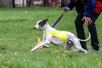 Finals Whippet Specials-4718