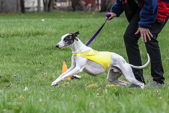 Finals Whippet Specials-4718