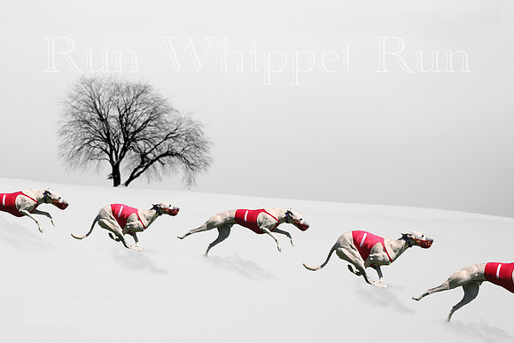 Art Winter Run Whippet