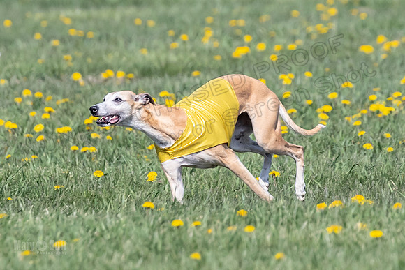 1Prelims Veterans 1 Rosa Marley Luna-1614