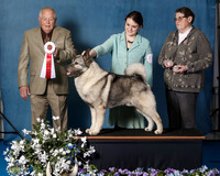 Elkhound 2020-1056