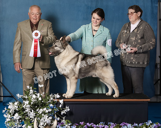 Elkhound 2020-1056